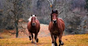 Horse_ebooks no es nada nuevo para los usuarios de USENET Horse_ebooks no es nada nuevo para los usuarios de USENET