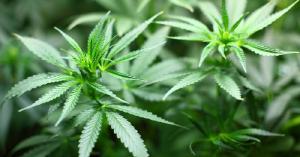 USENET Pot Farmers y la Deep Web USENET Pot Farmers y la Deep Web